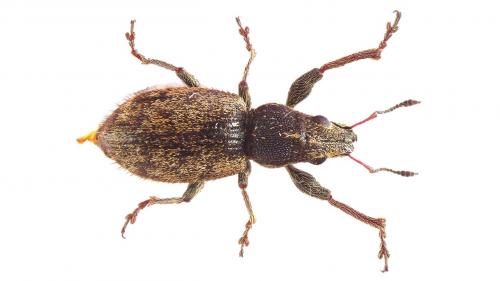 Andrion regensteinense